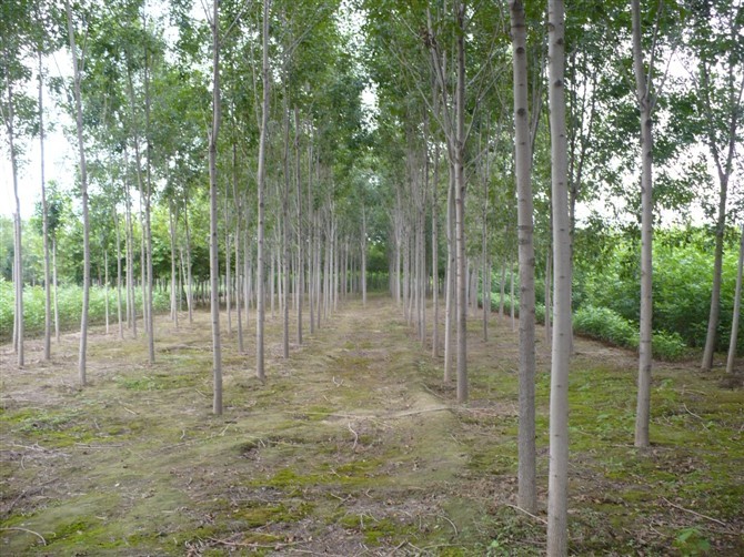 山东白蜡小苗%山东国槐基地@山东绿化苗木@