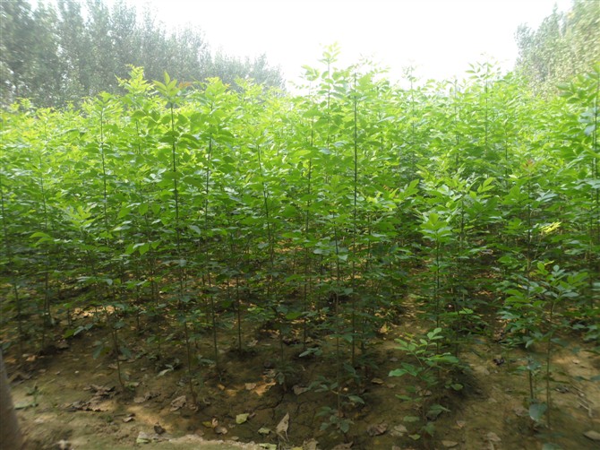 山东白蜡小苗%山东国槐基地@山东绿化苗木@