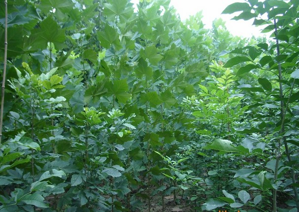 法桐小苗|山东白蜡基地|山东国槐直销商|山东法桐销售
