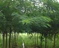 合欢|山东白蜡基地|山东国槐直销商|山东法桐销售