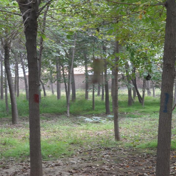 山东白蜡小苗%山东国槐基地@山东绿化苗木@