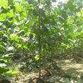 速生白蜡|山东白蜡基地|山东国槐直销商|山东法桐销售