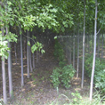 速生白蜡|山东白蜡基地|山东国槐直销商|山东法桐销售