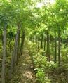 白蜡|山东白蜡基地|山东国槐直销商|山东法桐销售