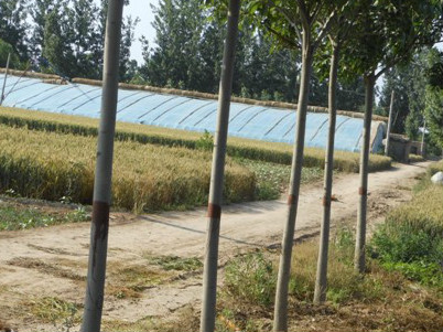山东国槐白蜡基地&白蜡国槐直销商&榆树柳树供应