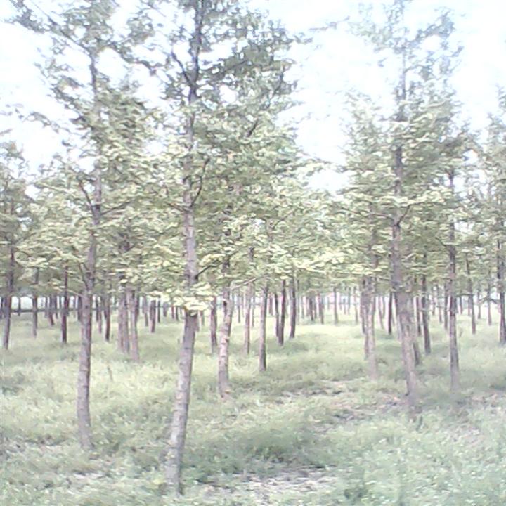 山东优质白蜡*山东优质国槐**山东速生白蜡批发