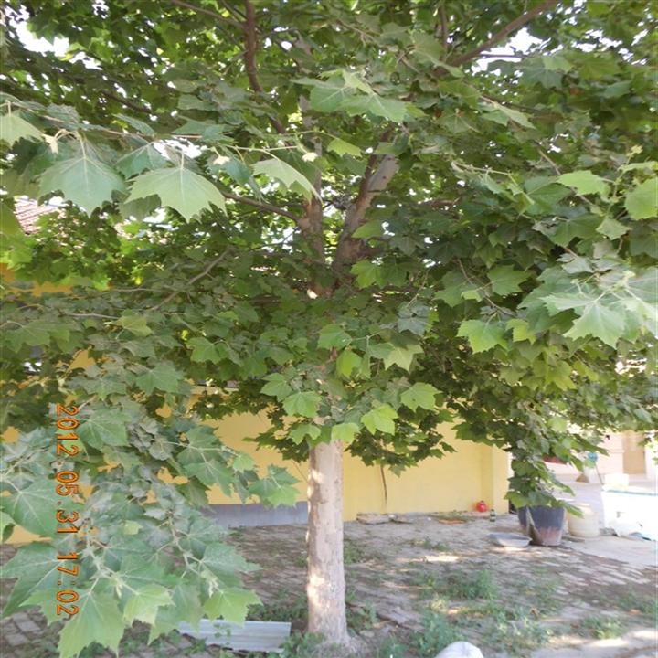 出售白蜡（供应国槐（山东**的国槐白蜡（