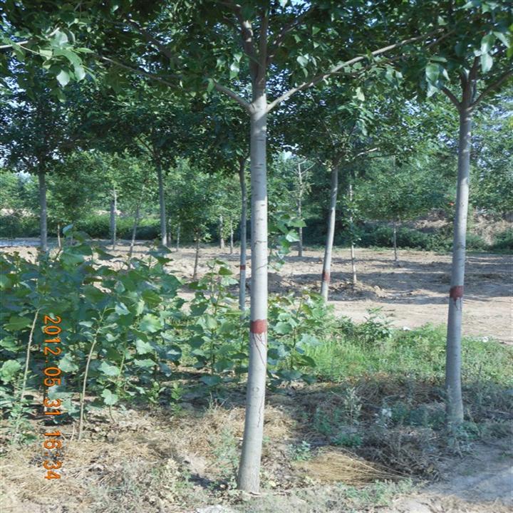 山东国槐白蜡基地&白蜡国槐直销商&榆树柳树供应