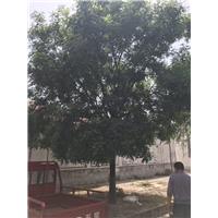 山东白蜡种植基地 