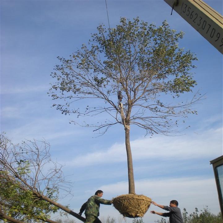山东优质白蜡*山东优质国槐**山东速生白蜡批发