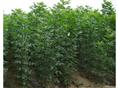 速生白蜡|山东白蜡基地|山东国槐直销商|山东法桐销售
