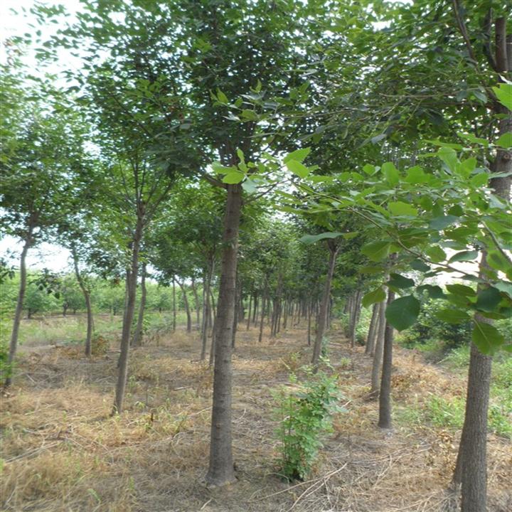 山东白蜡小苗%山东国槐基地@山东绿化苗木@
