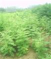 应刺槐|山东白蜡基地|山东国槐直销商|山东法桐销售