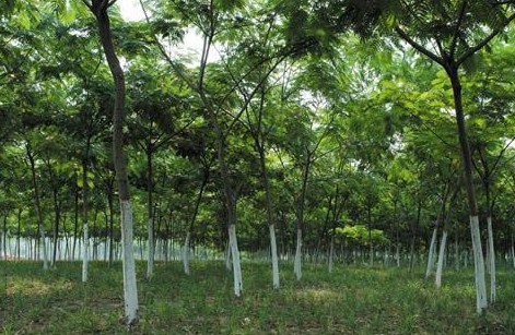 合欢|山东白蜡基地|山东国槐直销商|山东法桐销售