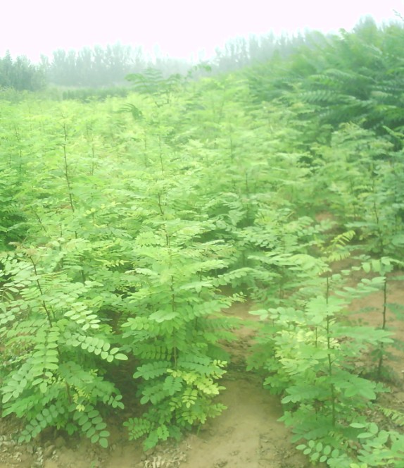 应刺槐|山东白蜡基地|山东国槐直销商|山东法桐销售