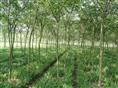合欢|山东白蜡基地|山东国槐直销商|山东法桐销售