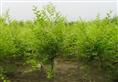 白蜡|山东白蜡基地|山东国槐直销商|山东法桐销售