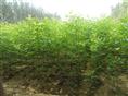 山东优质白蜡*山东优质国槐**山东速生白蜡批发