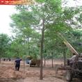 山东白蜡小苗%山东国槐基地@山东绿化苗木@