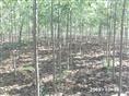 山东国槐白蜡基地&白蜡国槐直销商&榆树柳树供应