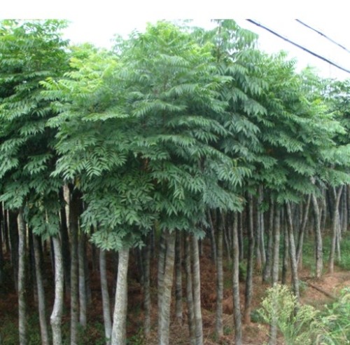 白蜡