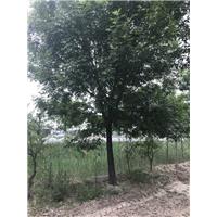 山东滨州白蜡树基地 