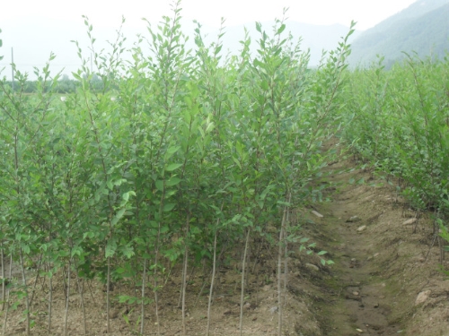 白榆|山东白蜡基地|山东国槐直销商|山东法桐销售