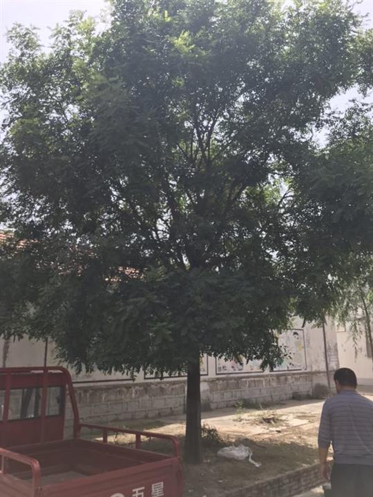 山东白蜡种植基地 