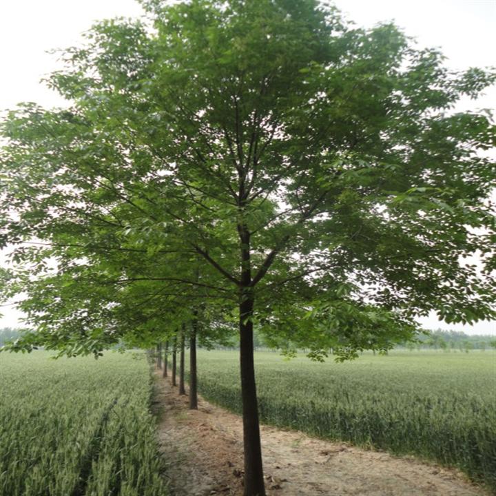 出售白蜡（供应国槐（山东**的国槐白蜡（