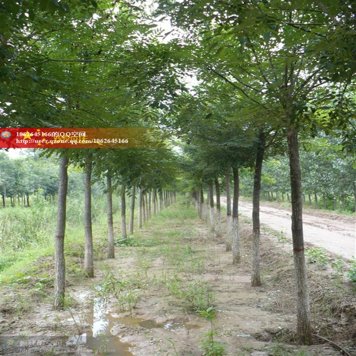 山东白蜡小苗%山东国槐基地@山东绿化苗木@