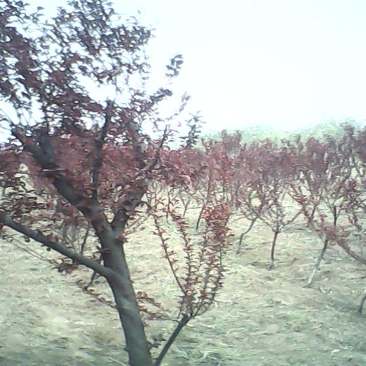 山东优质白蜡^*(- -)*^速生国槐，速生白蜡，白蜡小苗#