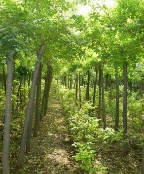 白蜡|山东白蜡基地|山东国槐直销商|山东法桐销售