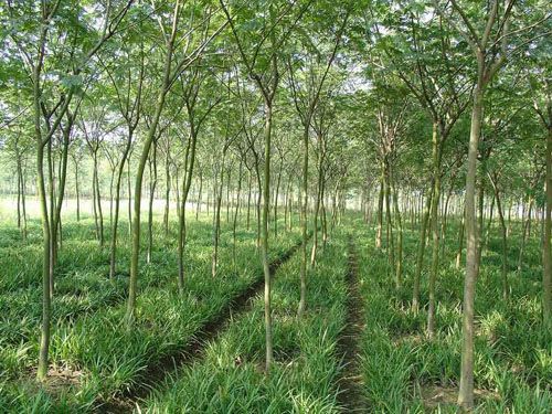 合欢|山东白蜡基地|山东国槐直销商|山东法桐销售