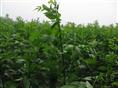 速生白蜡苗|山东白蜡基地|山东国槐直销商|山东法桐销售