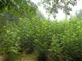 山东优质白蜡*山东优质国槐**山东速生白蜡批发