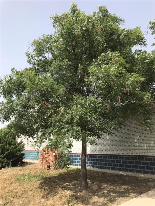 髙接金叶白蜡 
