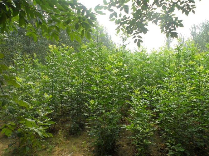 山东白蜡小苗%山东国槐基地@山东绿化苗木@