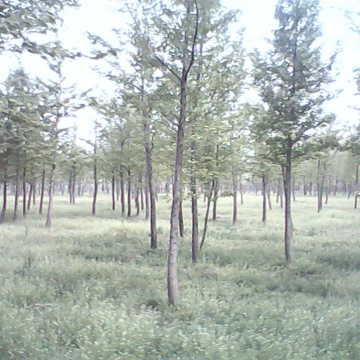 山东优质白蜡^*(- -)*^速生国槐，速生白蜡，白蜡小苗#
