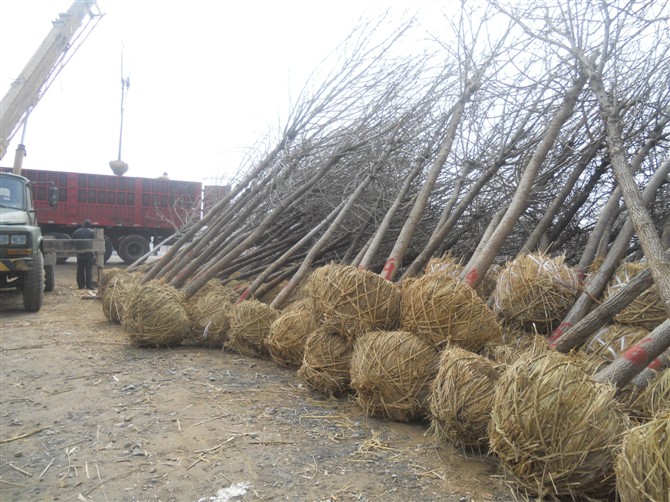 出售白蜡（供应国槐（山东**的国槐白蜡（