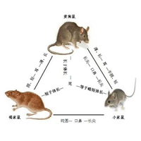 荔湾区灭白蚁 