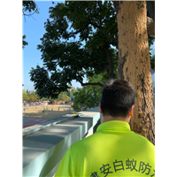 南沙区灭白蚁