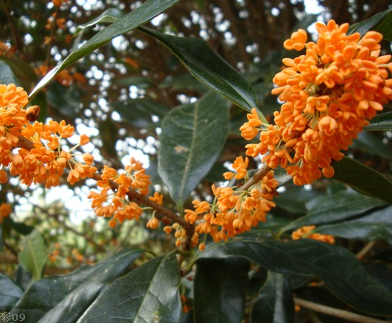 浦城桂花批发
