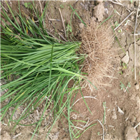 山东麦冬苗子基地、山东麦冬种植基地 