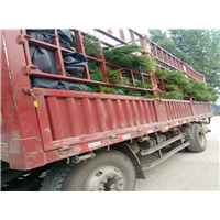 麦冬草装车 
