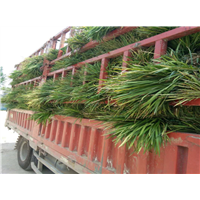 麦冬草装车 
