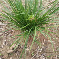 山东麦冬种植基地、山东麦冬草销售价格 