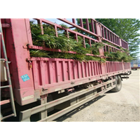 麦冬草装车 