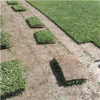 福建大叶油草批发
