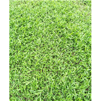 广东草坪基地-广东大叶油草 