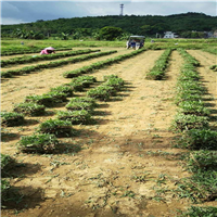 广东台湾草 
